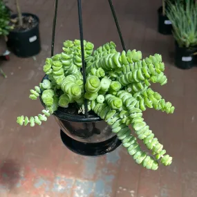 Crassula Marnieriana