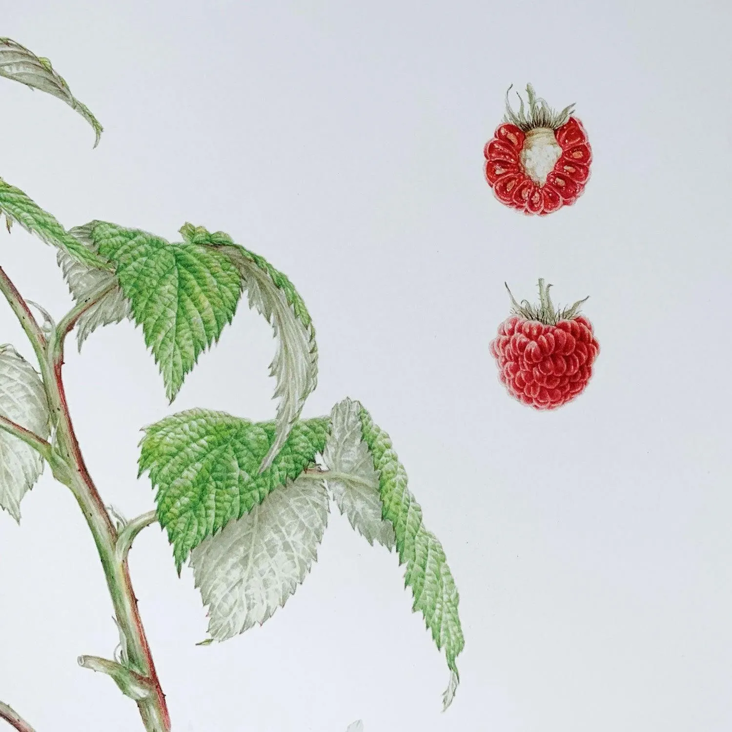 Limited Edition Print "Raspberry"