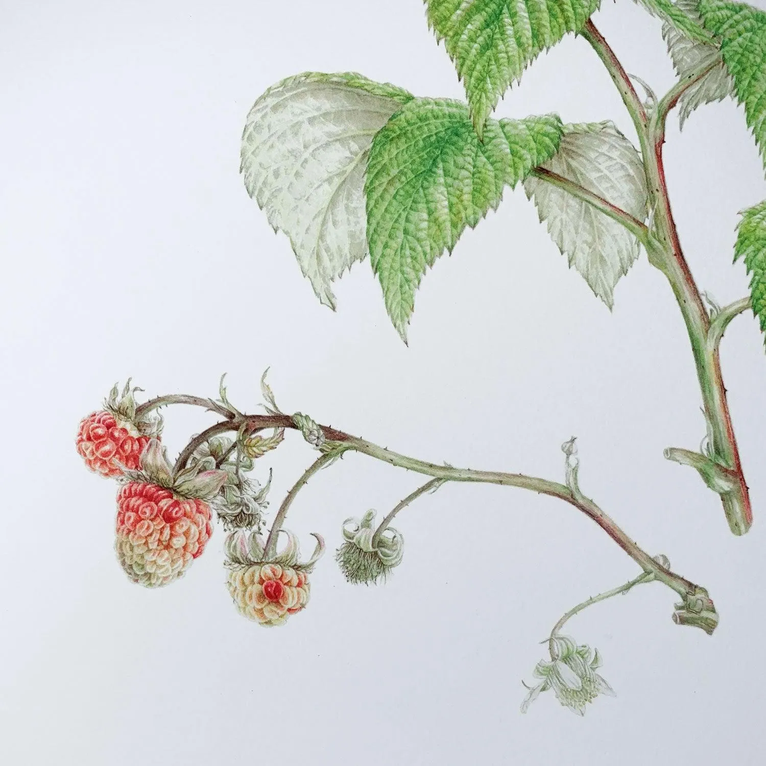 Limited Edition Print "Raspberry"